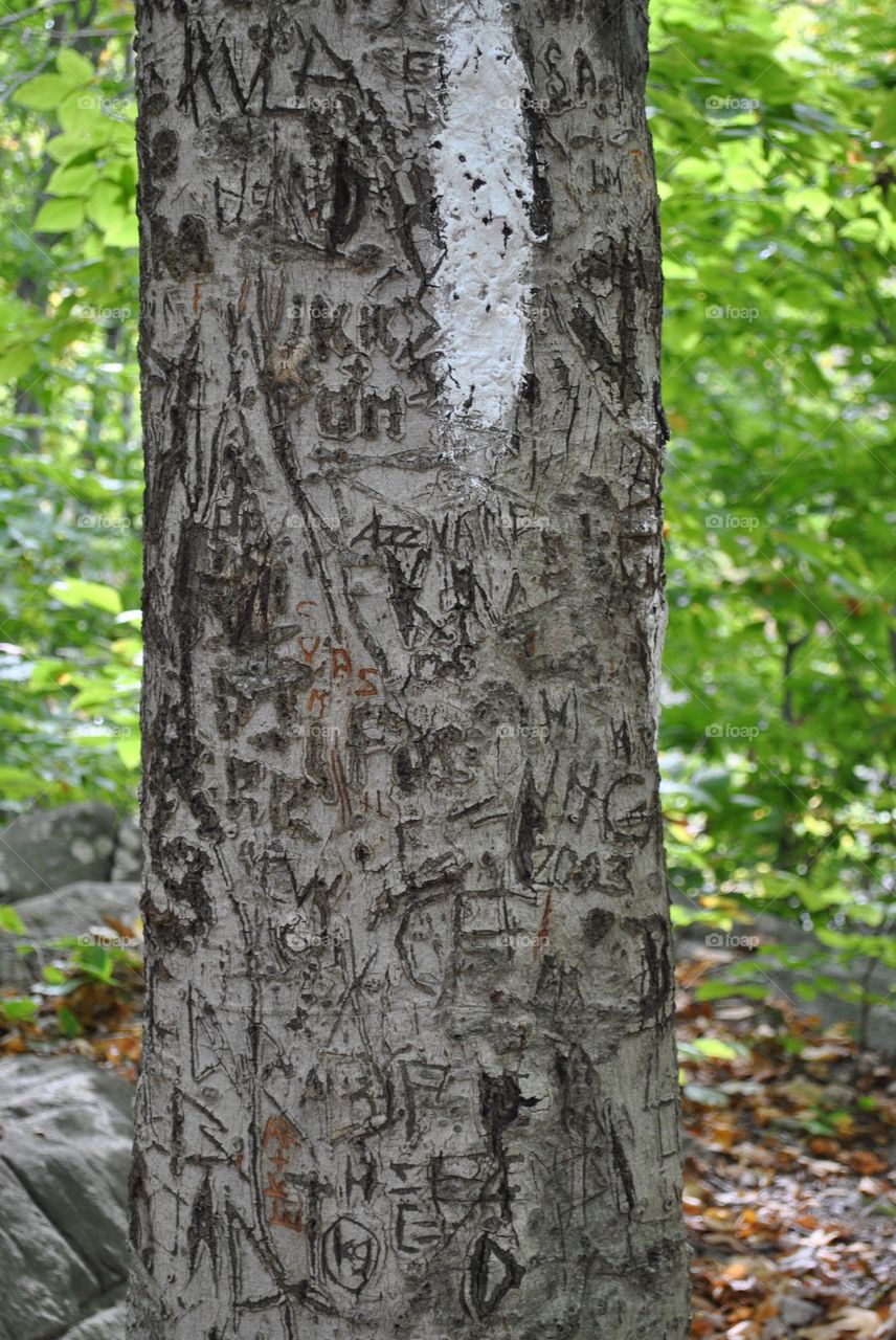 Tree carving 