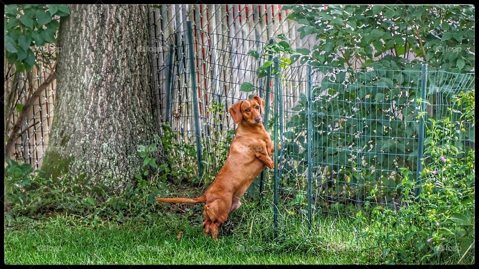 my Dachshund.. Neutron. always posing for a picture