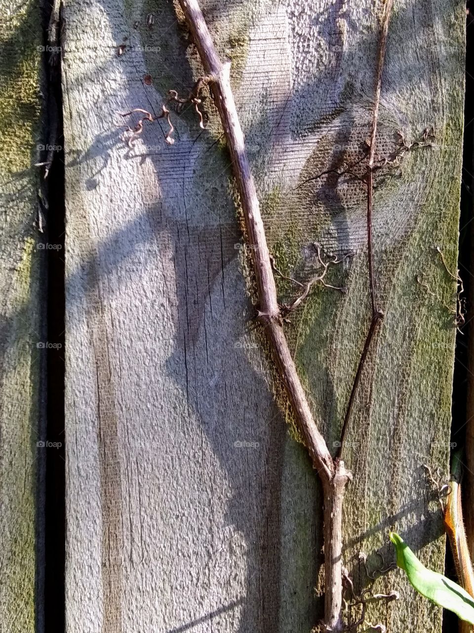 vine growing on wood