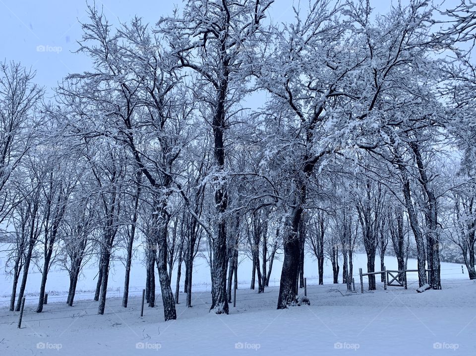 A grove of large trees with snow-covered branches in a rural setting under a cloudy sky