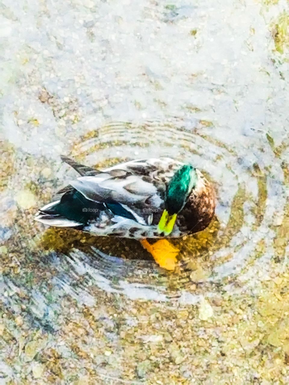 swimming duck