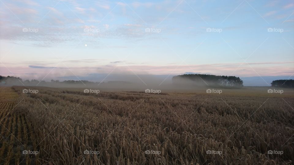 Wheat growing on field in foggy weather