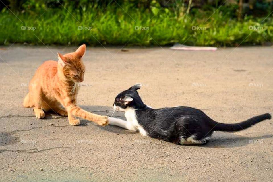 two cats playing