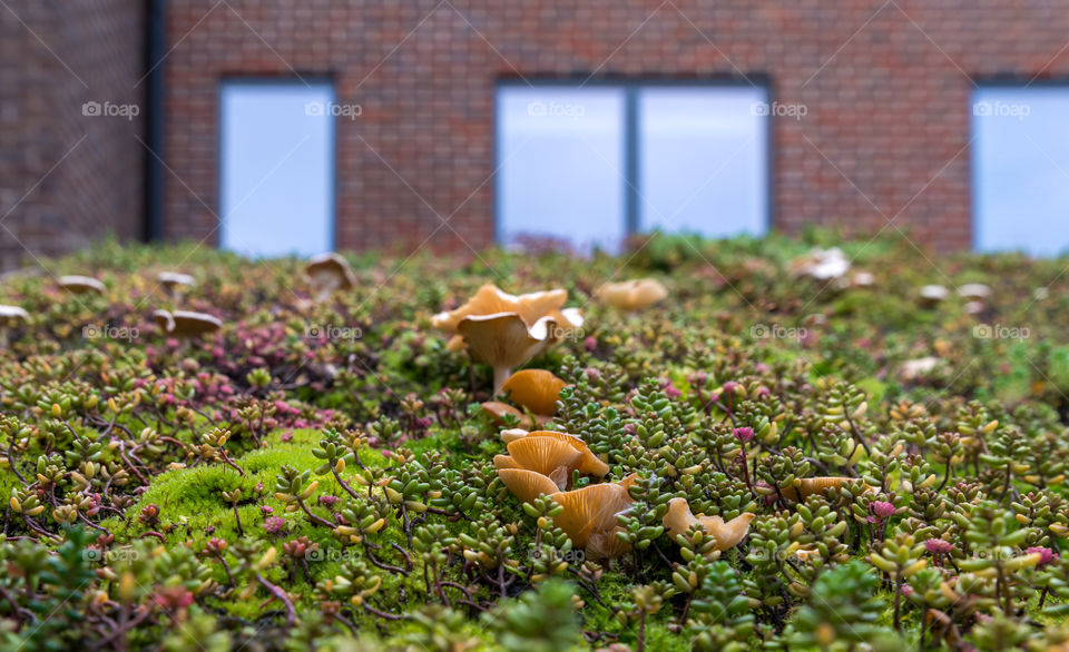 Urban fungi macro world on eco roof.