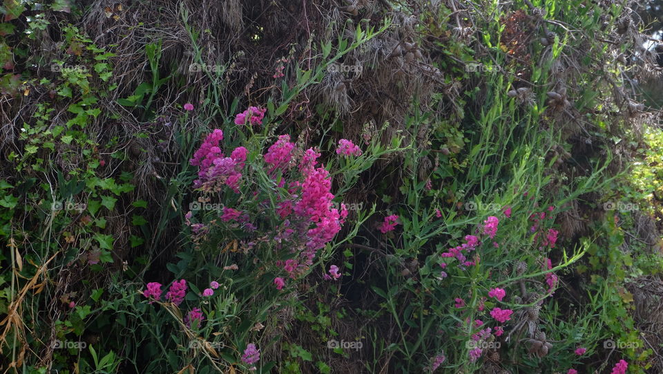 Brilliant pink wild snapdragons