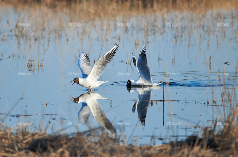 Two cheerful black headed gulls performing mating rituals above water on April evening in Espoo, Finland