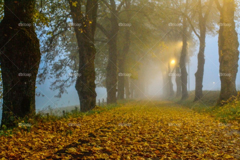 Autumn. Alle with autumn Colours in Norway 