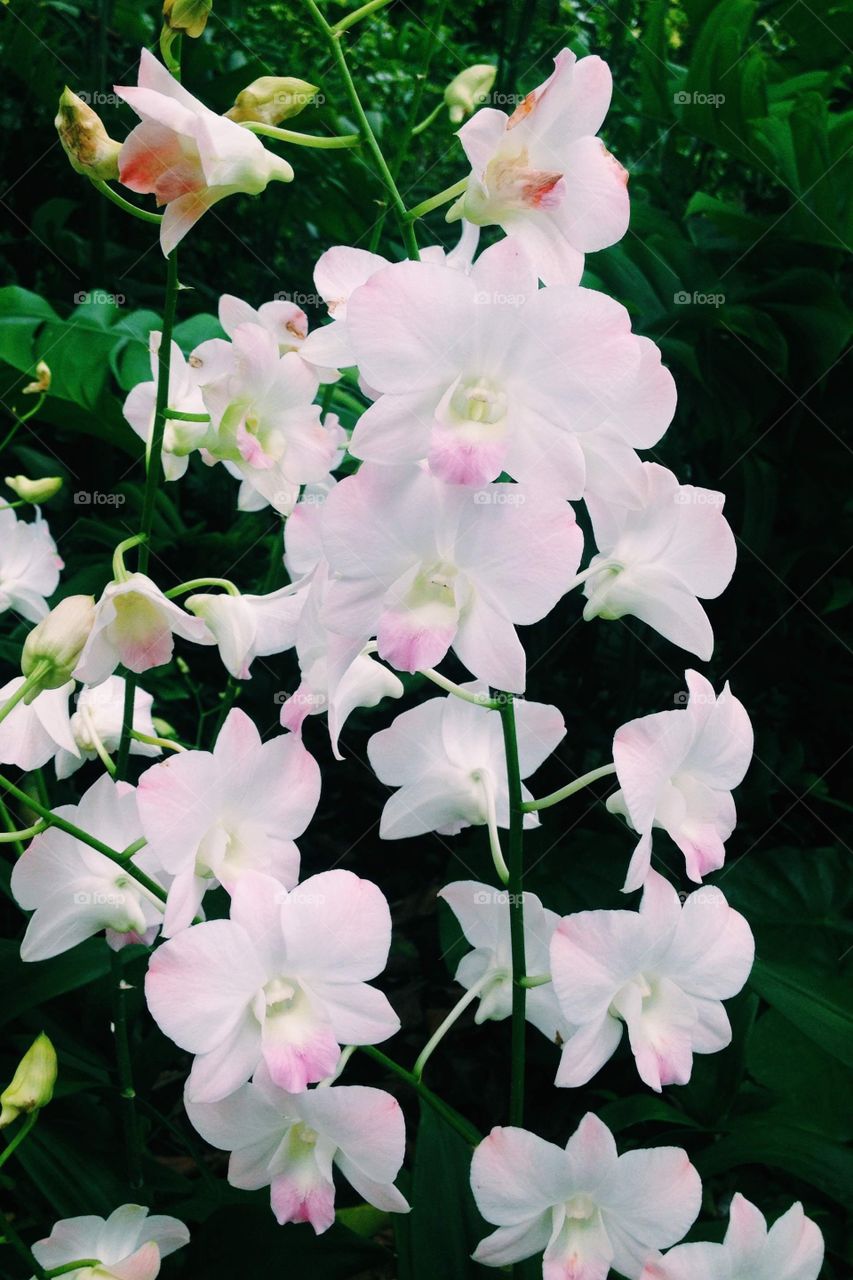 White and Pink Orchids Singapore Botanical Gardens 