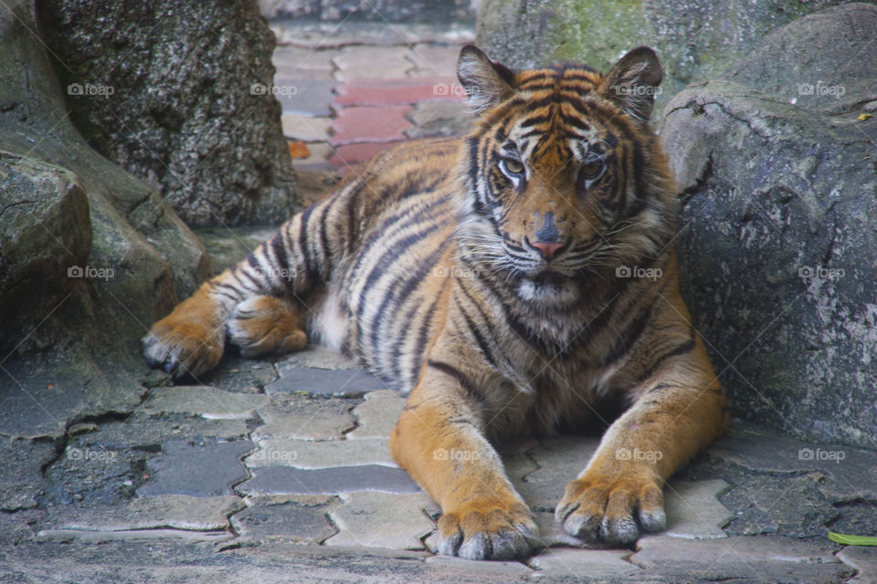 THE BENGAL TIGER IN PATTAYA THAILAND