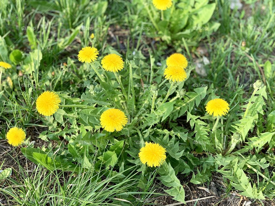 yellow dandelions in the green grass. Color story: yellow 