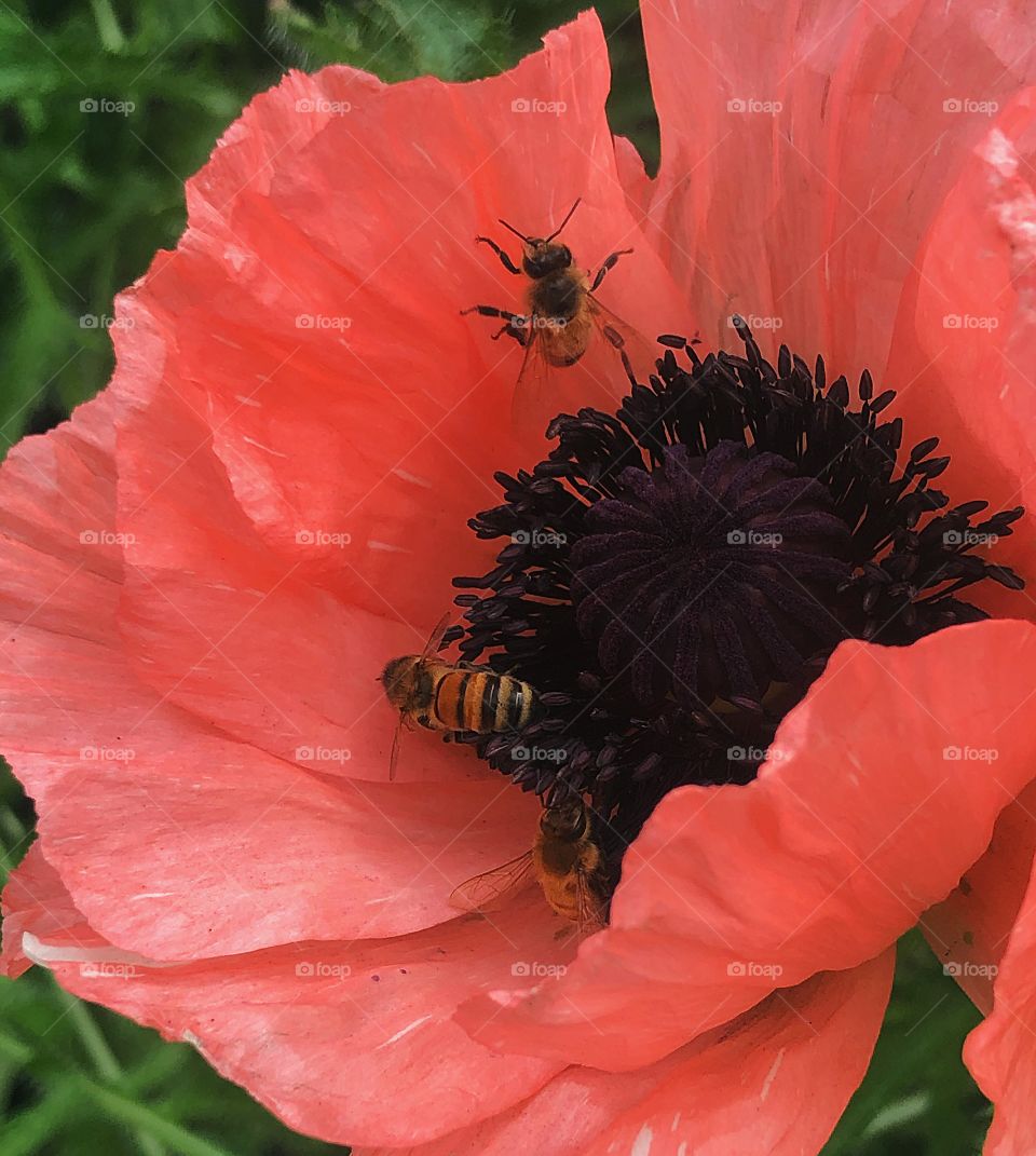 So many bees in the poppy 