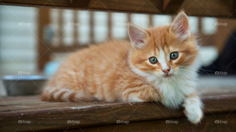 Very beautiful and wonderful kitten