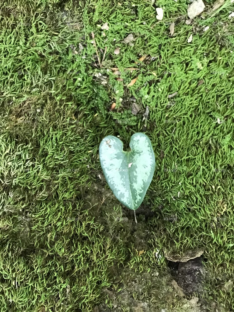 Forest Heart