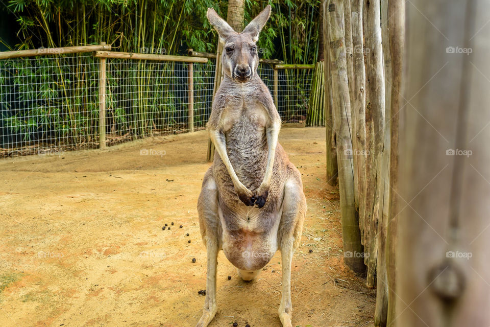 Kangaroo looks mean 