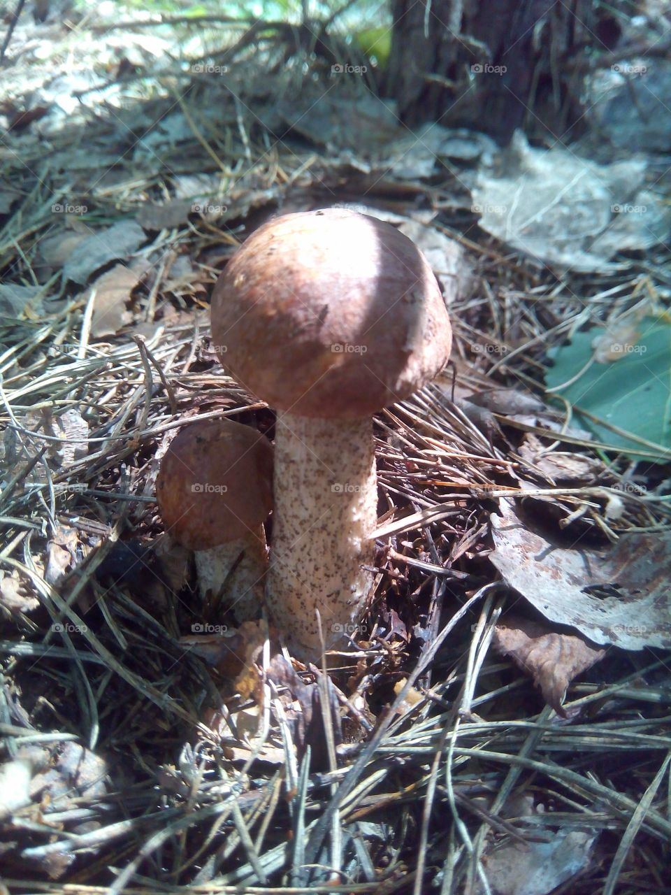 two mushrooms in forest