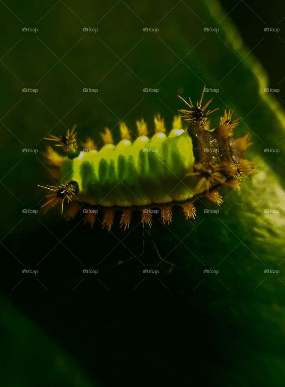 Lagarta de fogo de 10 mm