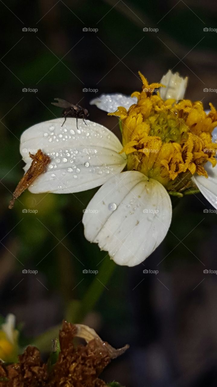 No Person, Flower, Nature, Insect, Garden