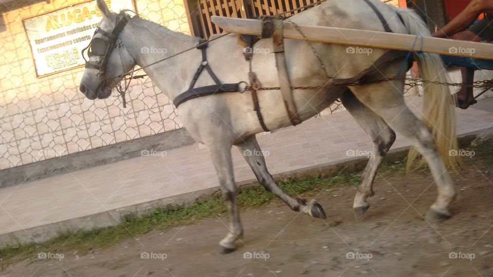 cavalo com arrelhos na praia de Pinhal sul Brasil RS