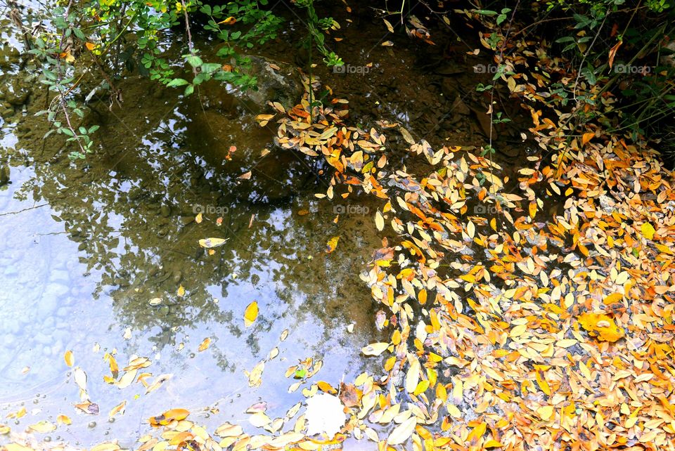 Leafs in the river