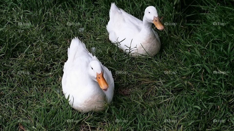 Relaxing Ducks