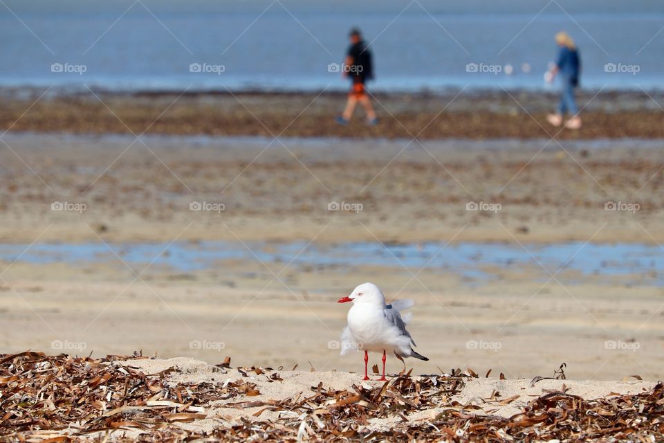 Seagull on beach at ocean, couple walking by in blurred background 