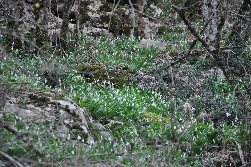 Snowdrops