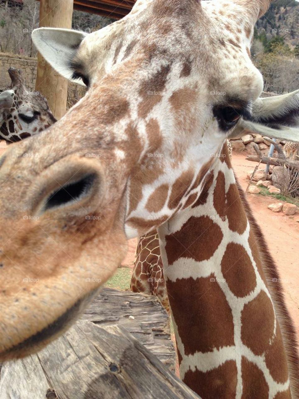Hello Giraffe