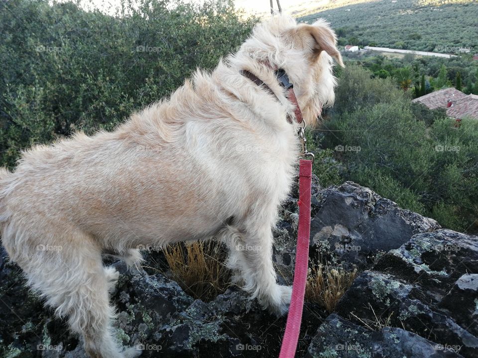 Perro escalador