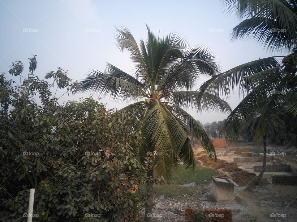 coconut tree