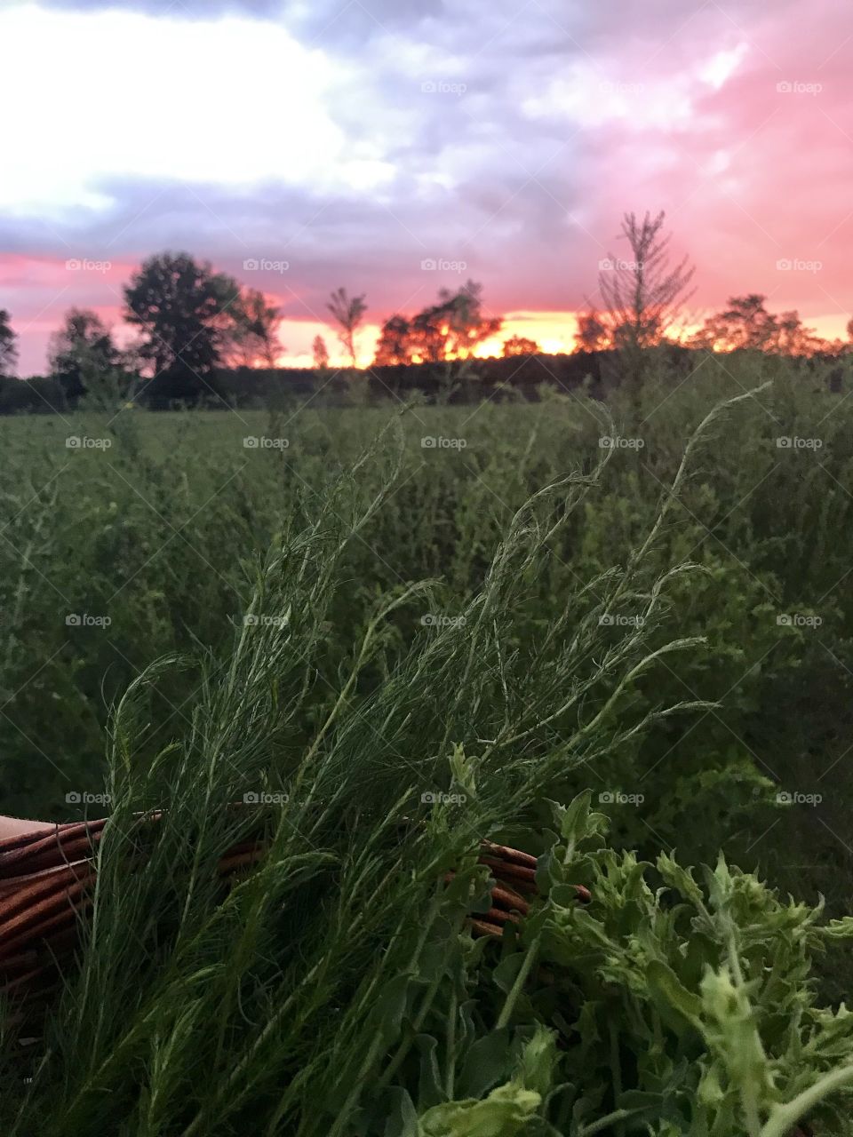 Gathering medicinal plants at sunset. In the cool of the evening is the second-best time to harvest plant materials to use for medicinal or culinary usage.