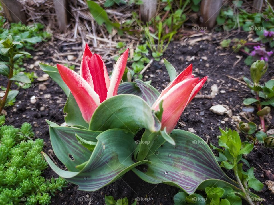 Greig's tulip - a type of flowering plant. Garden.