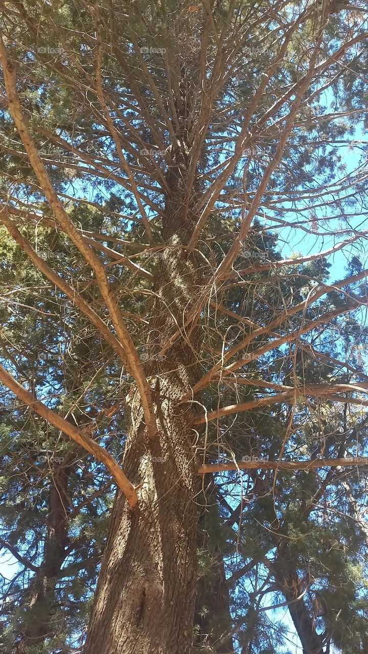 wild tree branches