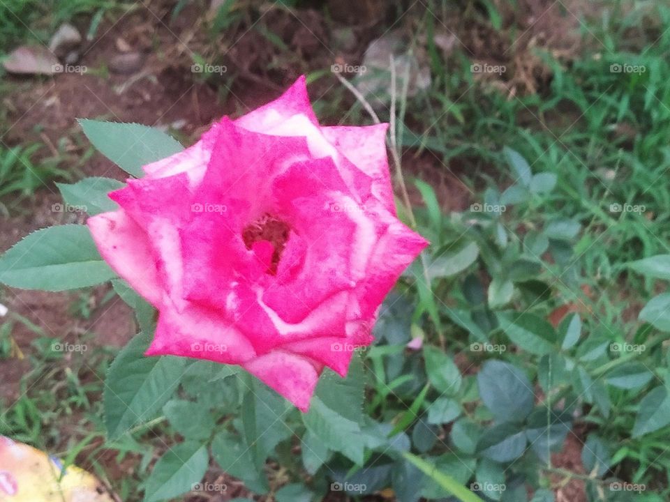 Garden roses