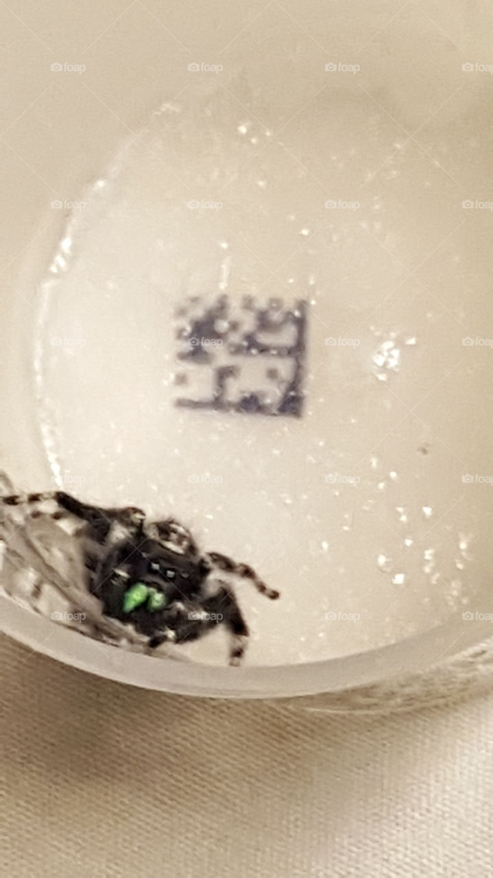 broad jumping spider