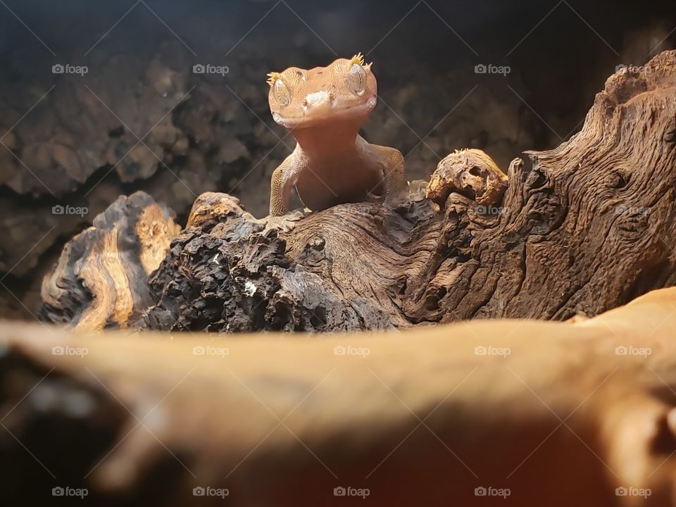 King of the log