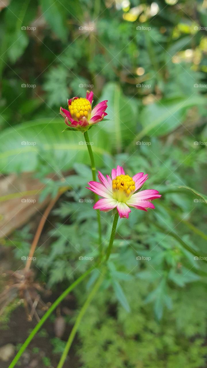 flower