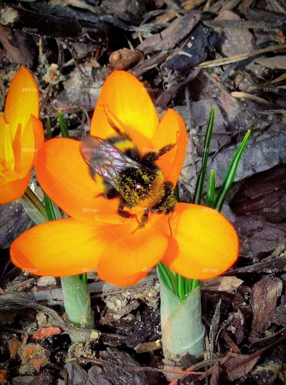 Spring has sprung. A bumblebee sits on a yellow crocus.  Yellow pollen on a bumblebee