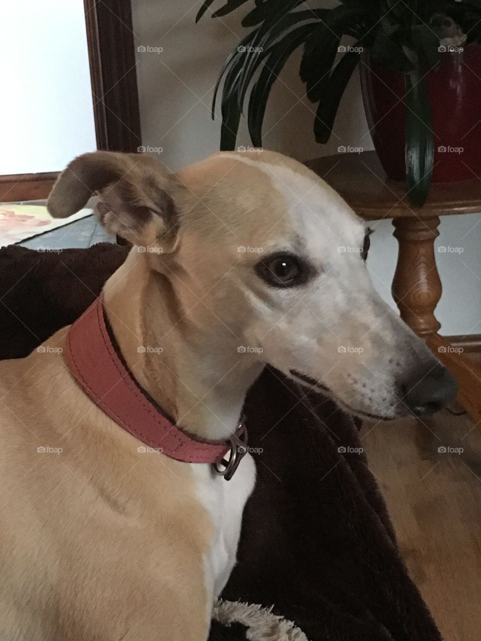 Hennie the cream fawn whippet dog, relaxing on the sofa, looking out the window 