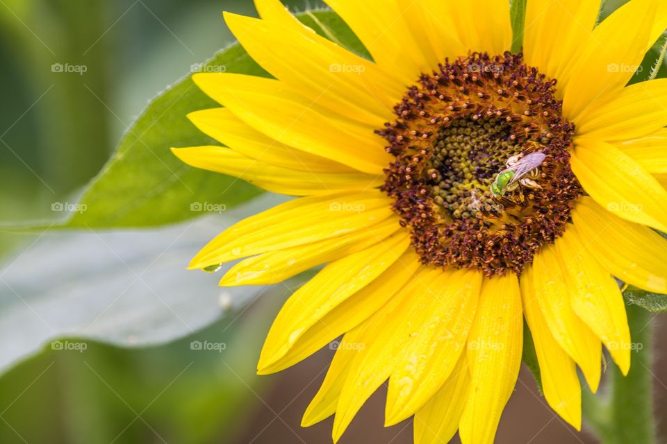Horizontal photo of a closeup of a bright yellow sunflower with a metallic green bee on its center and a drop of dew on one petal