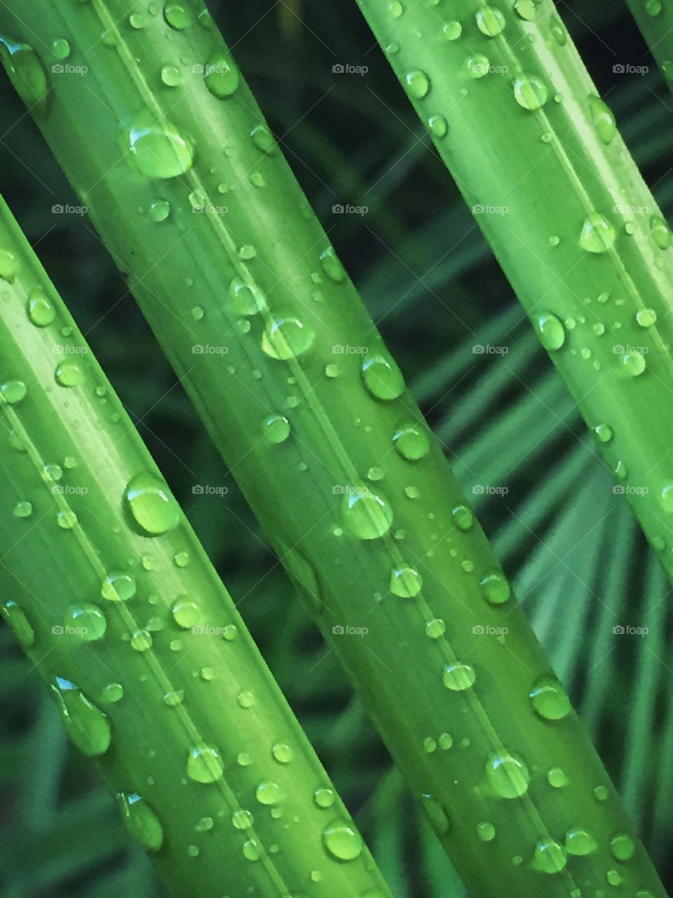 Freshly fallen rain on green palm fronds. 