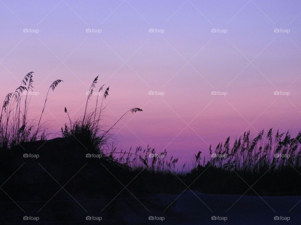 Sea Oats and Sunsets