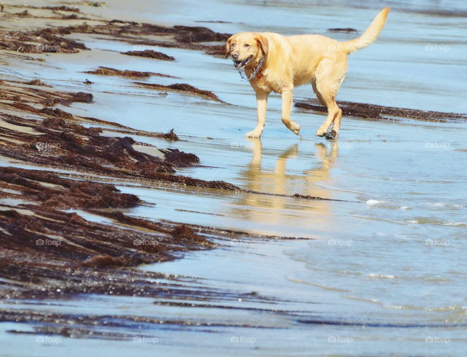 dog beach on a sunny day in beautiful California
