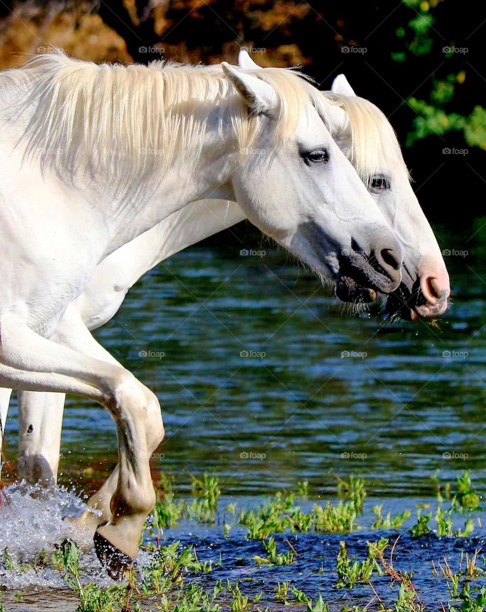 Wild Horses in the River