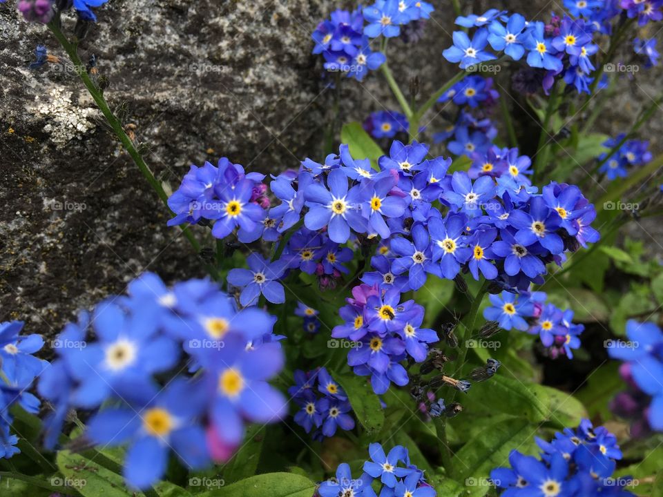 Purple flowers blooming