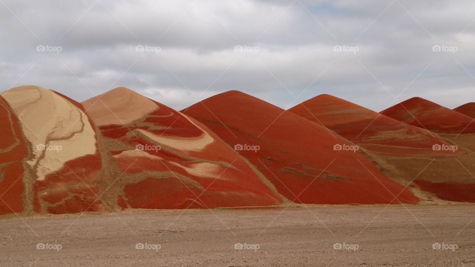 Milo along Hwy 156 in Kanas