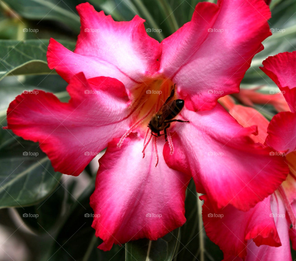 flower red wasp by angeljack