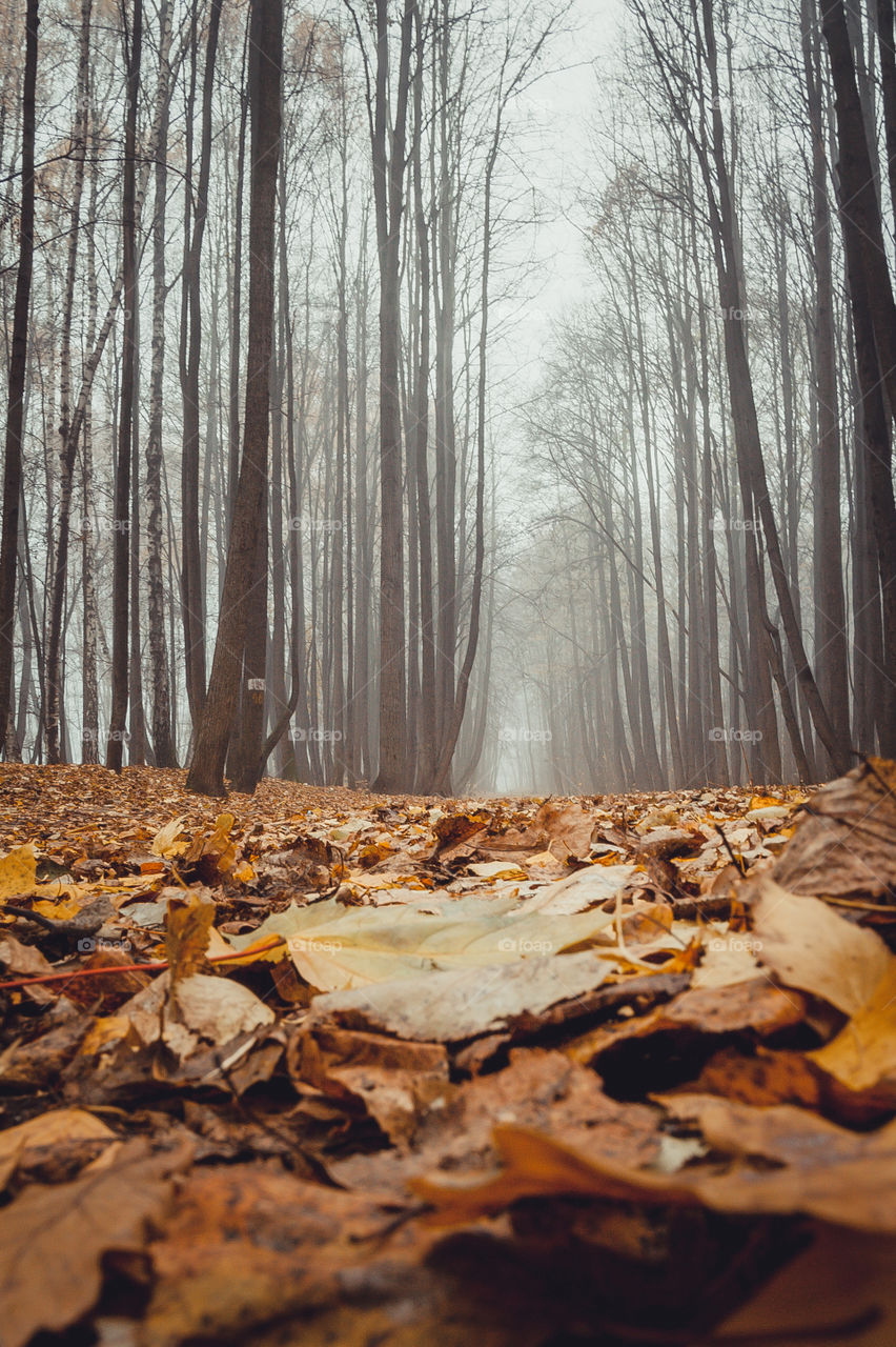 Misty landscape with forest in late autumn 