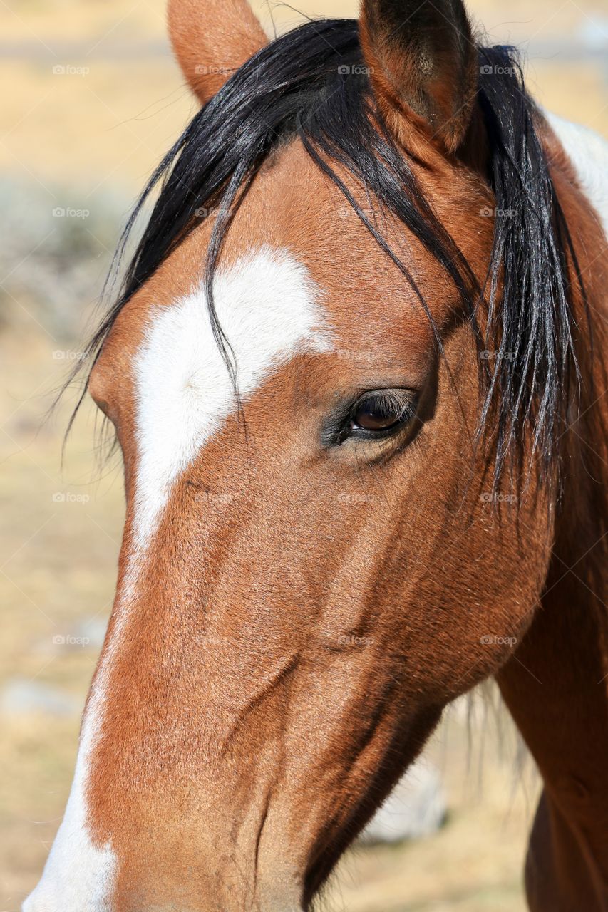 Closeup headshot wild horse with white markings blaze 