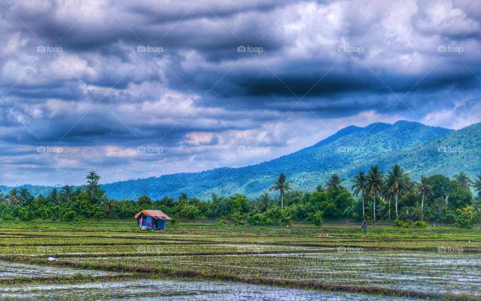 Paddy field against cloudy sky