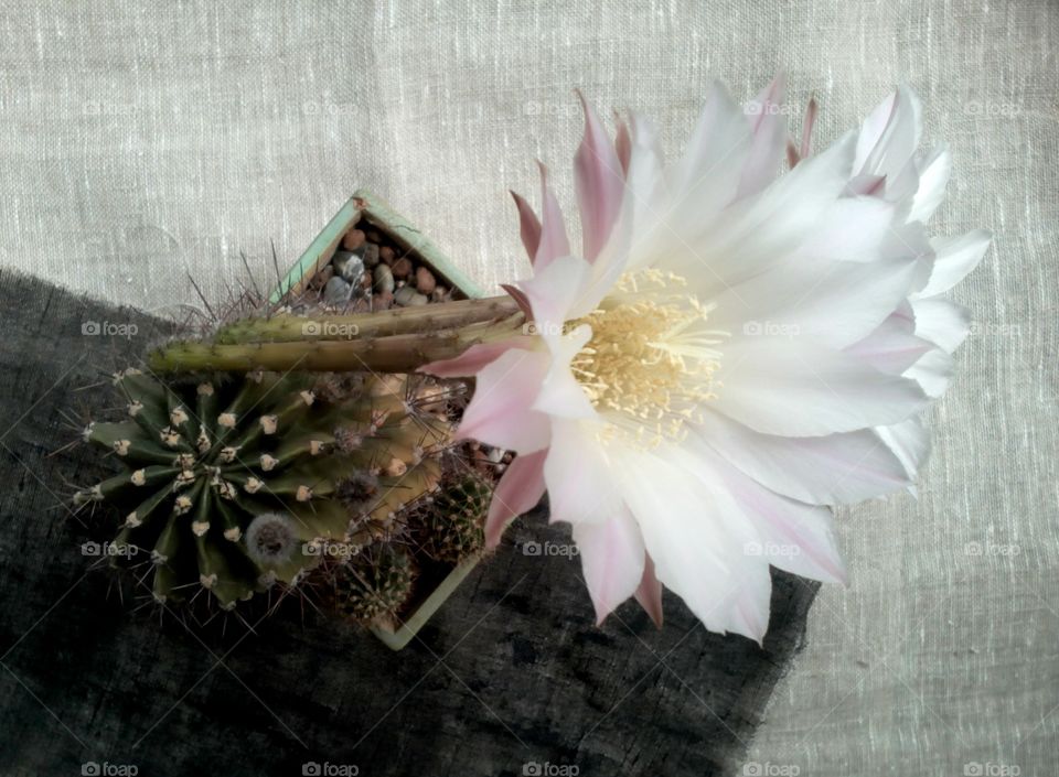 cactus flowers